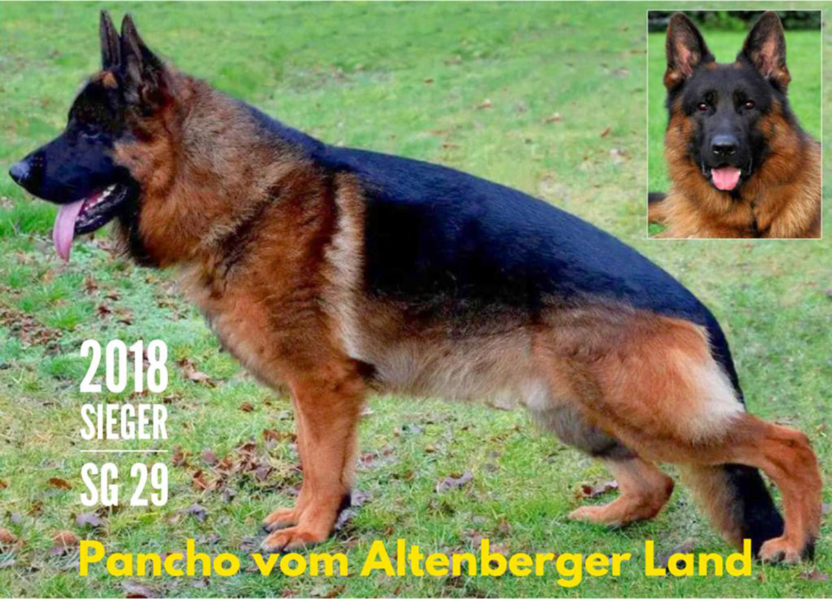 Pancho vom Altenberger Land  yakışıklı oğlu Pinho von Petworld temel itaat eğitimini başarıyla tamamladı